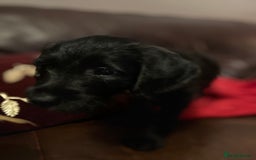 Jackapoo dogs for sale: ✨ Gorgeous Jackapoo puppies ready to leave now ✨ - Advert 12