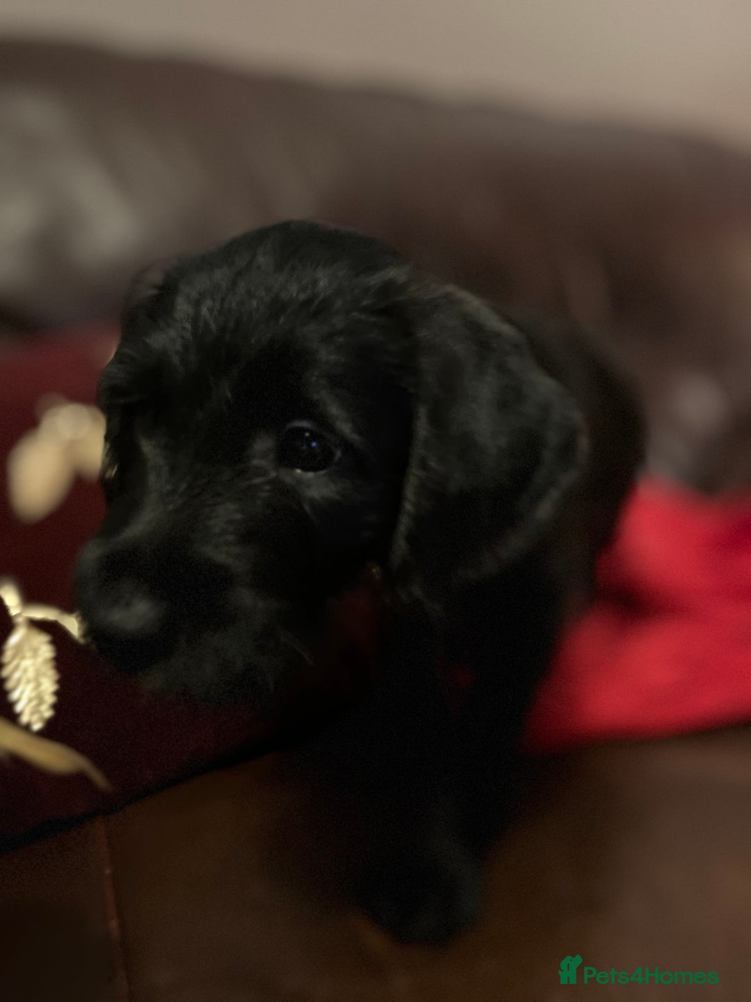 Jackapoo dogs for sale: ✨ Gorgeous Jackapoo puppies ready to leave now ✨ - Advert 12