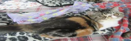 Exotic cats for sale: Super Sweet Female kitten Available Now - Advert 7