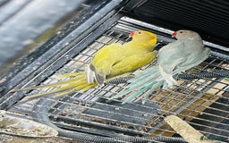 Ringnecks birds for sale: Ringneck  and Lord Derbyan for sale  in Attleborough - Image 2
