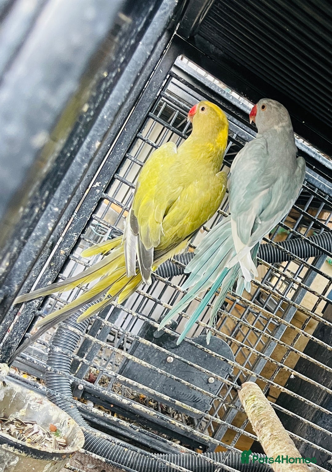 Ringnecks birds for sale: Ringneck  and Lord Derbyan for sale  in Attleborough - Image 2