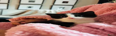 Mixed Breed Kitten 2