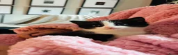Mixed Breed cats for sale: Gorgeous kittens ready now  - Advert 5