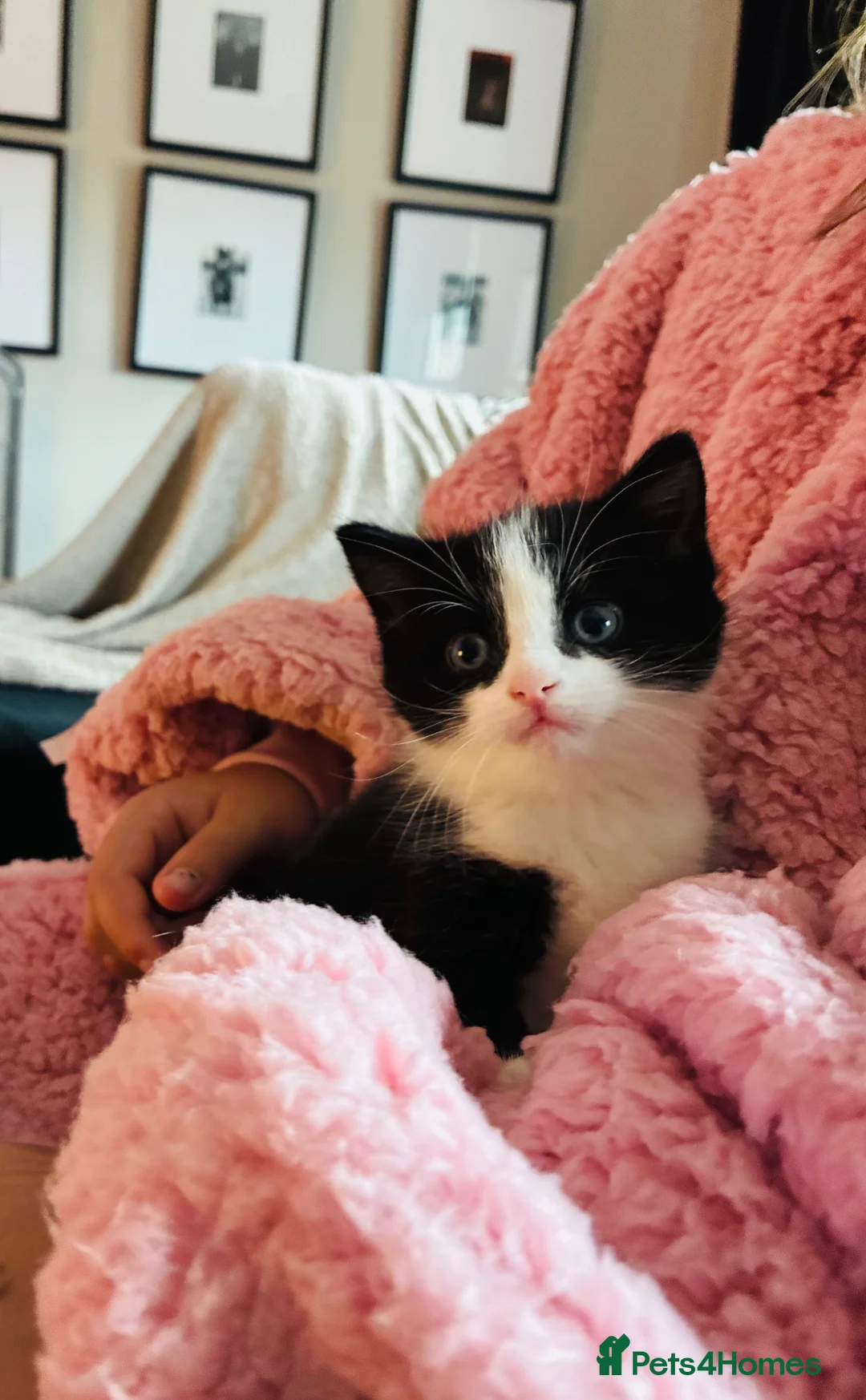 Mixed Breed cats for sale: Gorgeous kittens ready now  - Advert 5