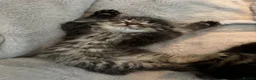 Maine Coon cats for sale: 🐾 Beautiful Maine Coon Kittens Ready Now! 🐾 - Advert 16