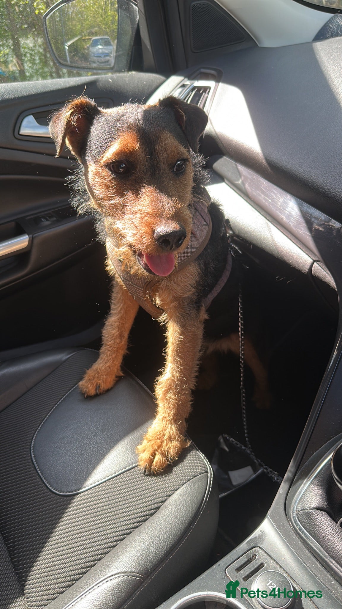 Lakeland Terrier dogs Male Lakeland terrier  - Advert 4