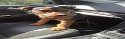 Lakeland Terrier dogs for sale: Male Lakeland terrier  - Advert 1