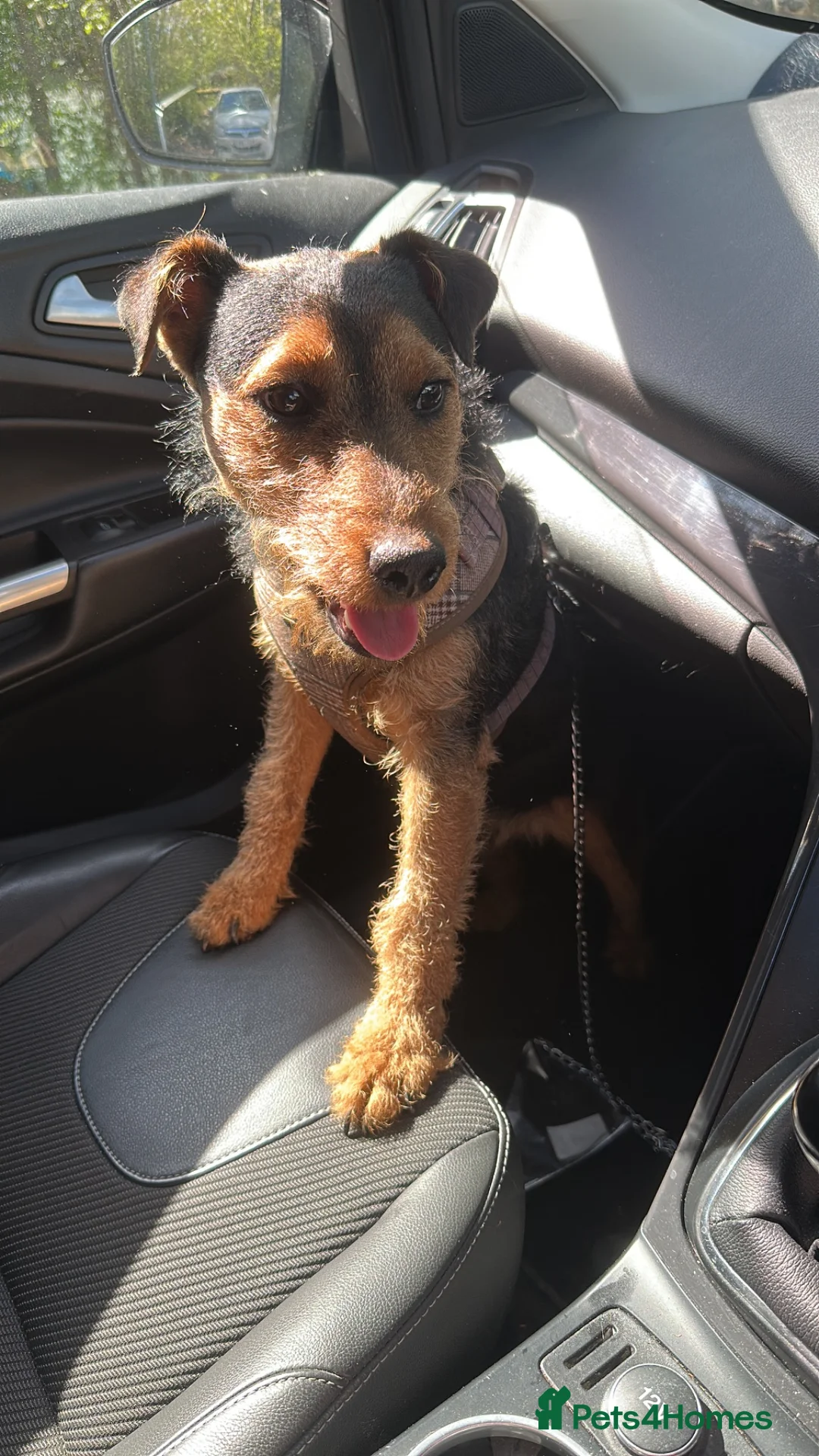Lakeland Terrier dogs for sale: Male Lakeland terrier  - Advert 1