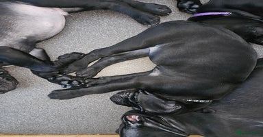Cane Corso dogs - Advert 8