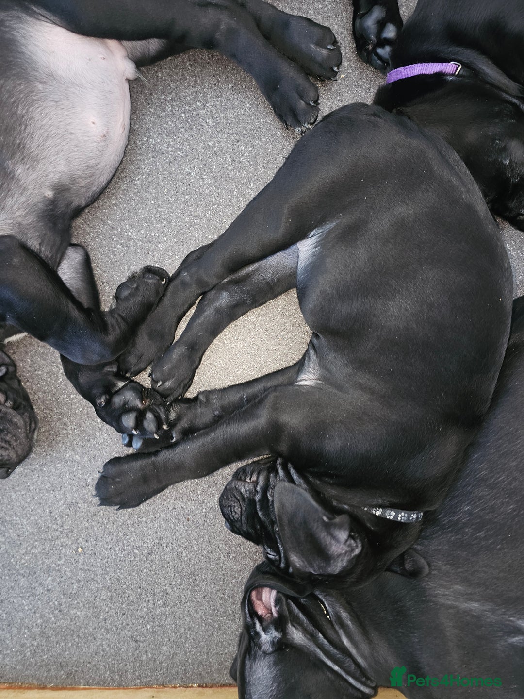 Cane Corso dogs for sale: Panther cane corso can leave today boy / girl  - Image 5
