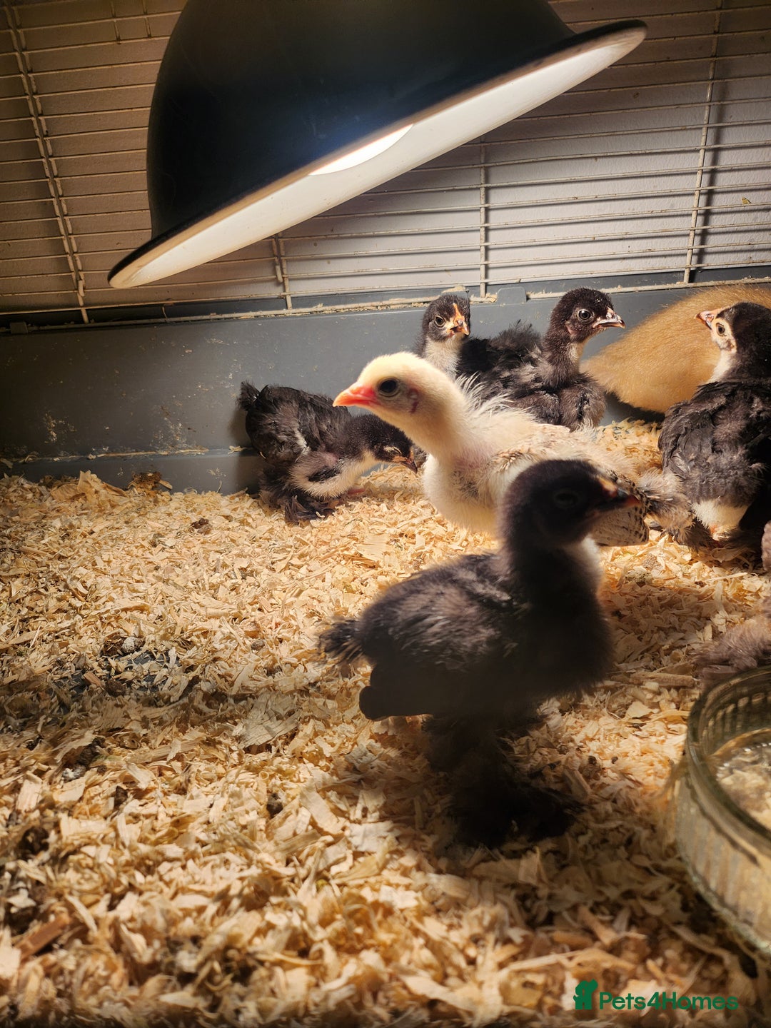 Chickens poultry for sale: Pekin chicks  - Image 3