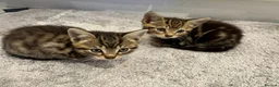 Mixed Breed cats for sale: Three beautiful kittens  - Advert 2
