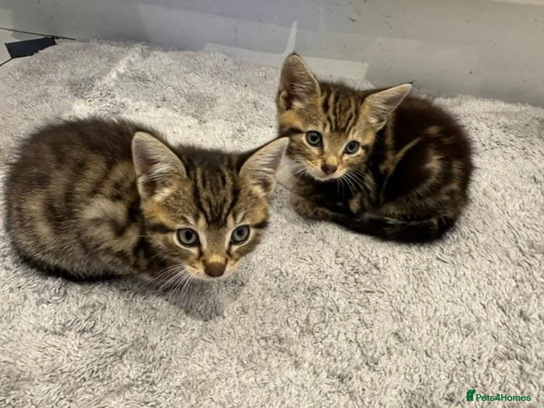 Mixed Breed cats for sale: Three beautiful kittens  - Advert 2
