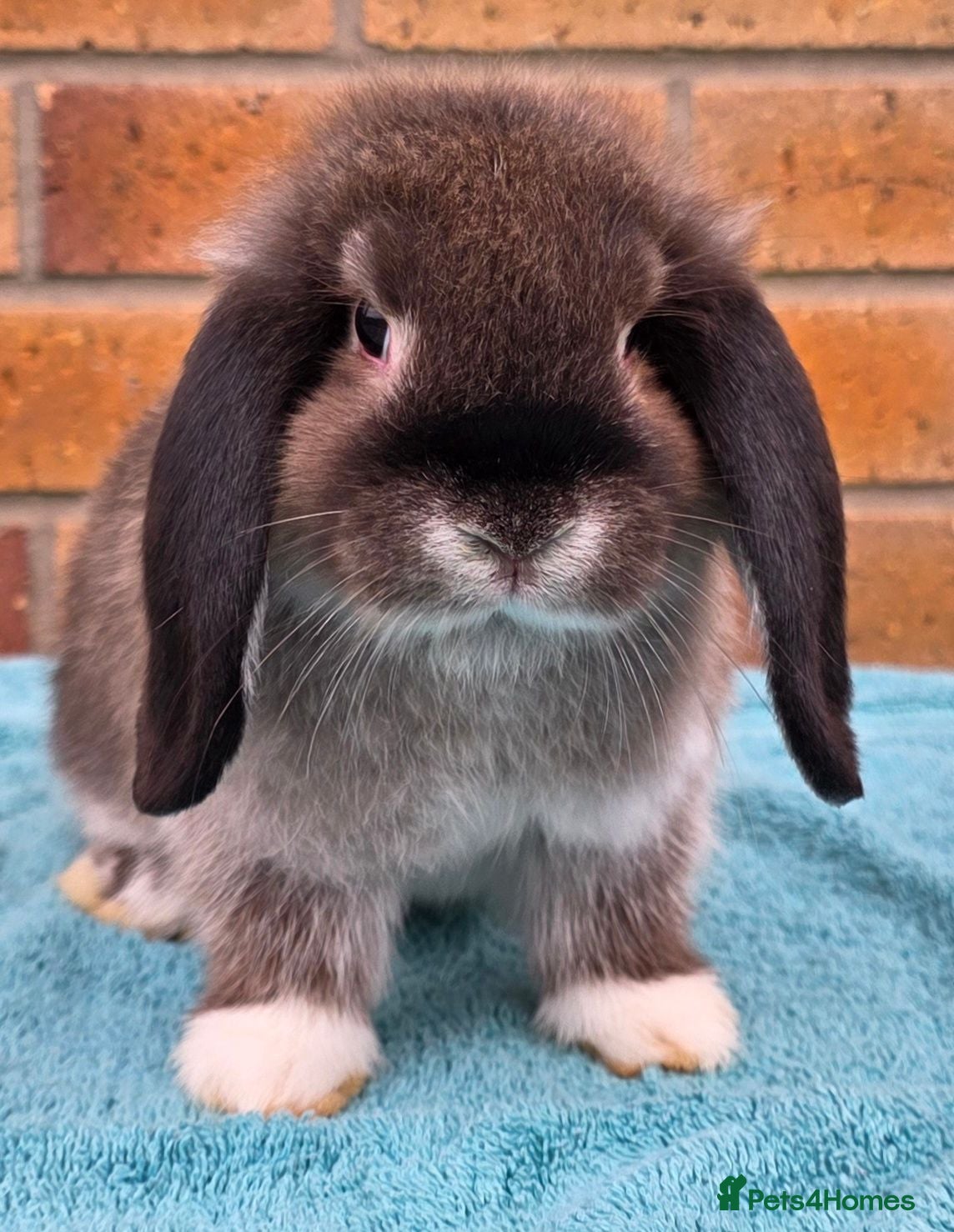 Mini Lop rabbits Mini Lop Babies - Advert 1