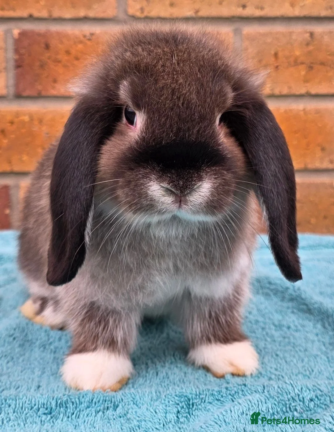 Mini Lop rabbits for sale: Mini Lop Babies - Advert 1