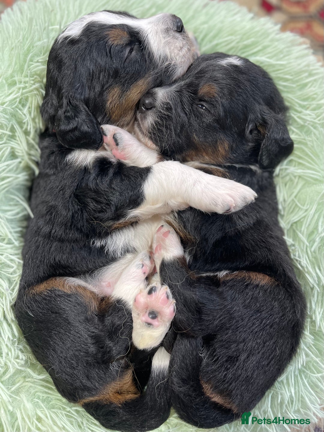 Bernedoodle dogs for sale: Beautiful Bernedoodle babies  - Advert 13