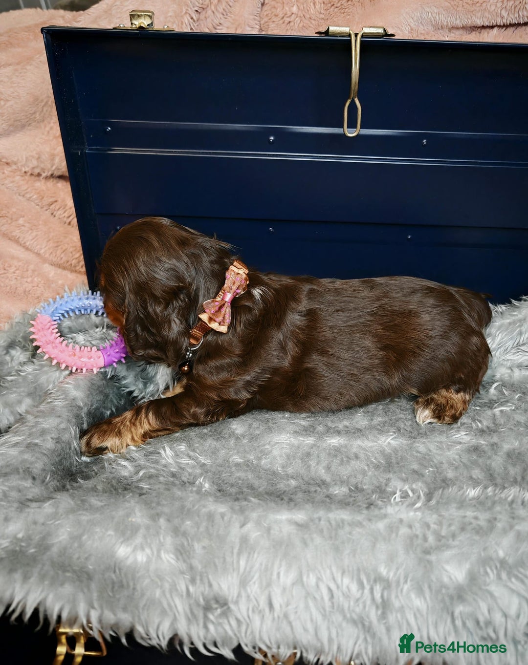 Cocker Spaniel dogs for sale: STUNNING LITTER OF KC SHOW COCKER SPANIEL PUPS!  - Image 10