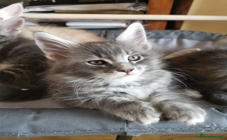 Maine Coon cats - Advert 15