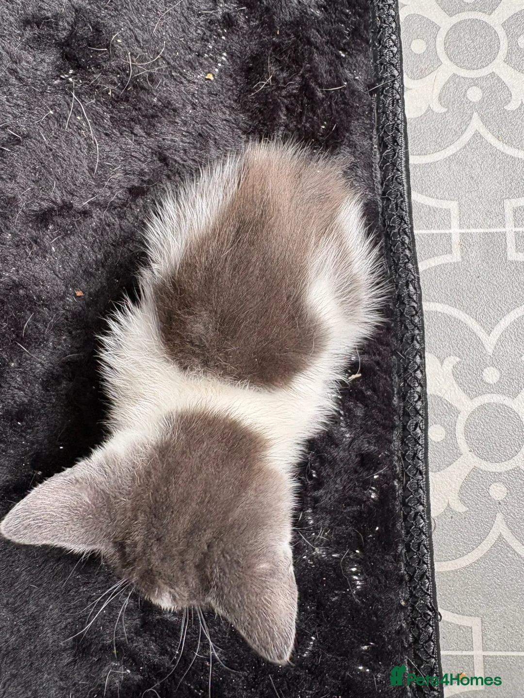 Mixed Breed cats for sale: Kitten’s for sale - Advert 9