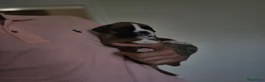 Boxer Puppy 3