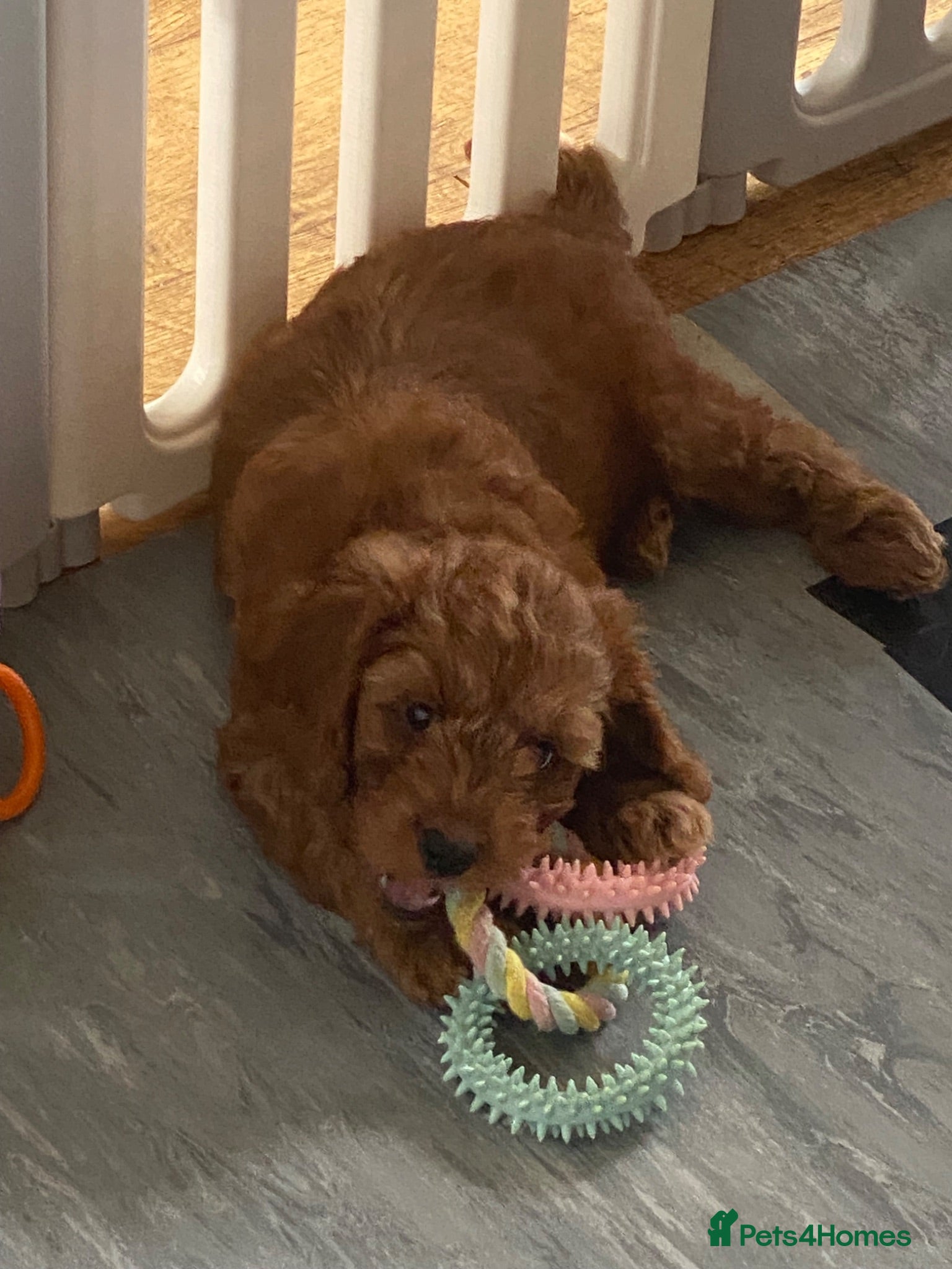 Cockapoo dogs DNA Clear 6 Gorgeous Dark Red F1 Cockapoo puppies - Advert 1