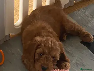 Cockapoo dogs DNA Clear 6 Gorgeous Dark Red F1 Cockapoo puppies - Advert 2