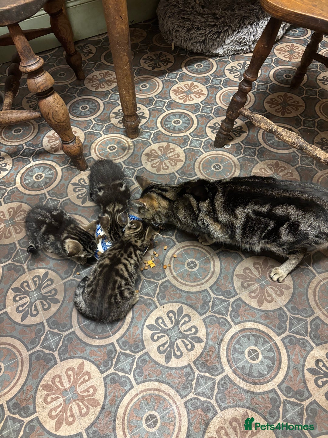 Bengal cats for sale: Half Bengal Kittens - Advert 1