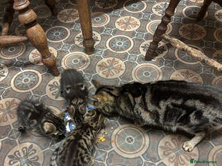 Bengal cats Half Bengal Kittens - Advert 1