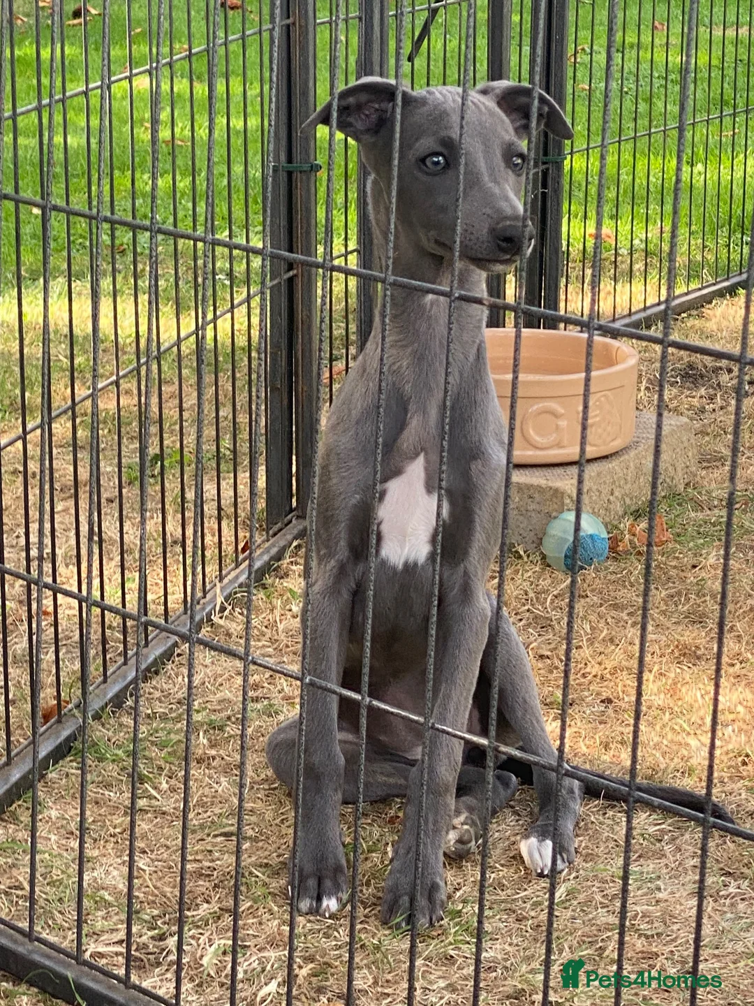 Whippet dogs for sale: Two Beautiful Whippet girls remaining  - Advert 2