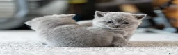 British Shorthair cats for sale: British Shorthair kittens ACTIVE/Non-active - Advert 9