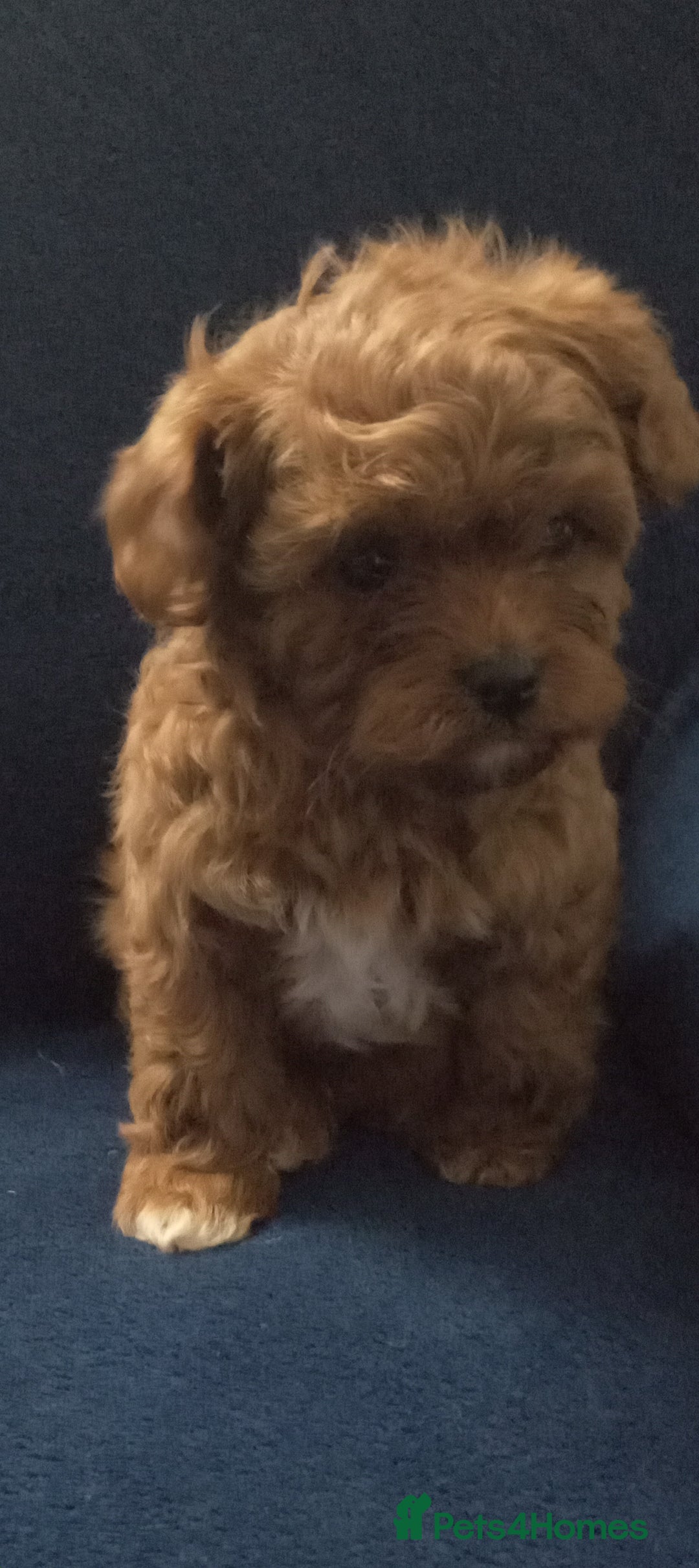 Cavapoo dogs for sale: Health tested cavapoo - Advert 8