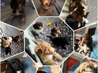 Sproodle dogs 🎉Rare Merle Sproodle Puppies 1x 💙 2x 💝 left ! - Advert 1