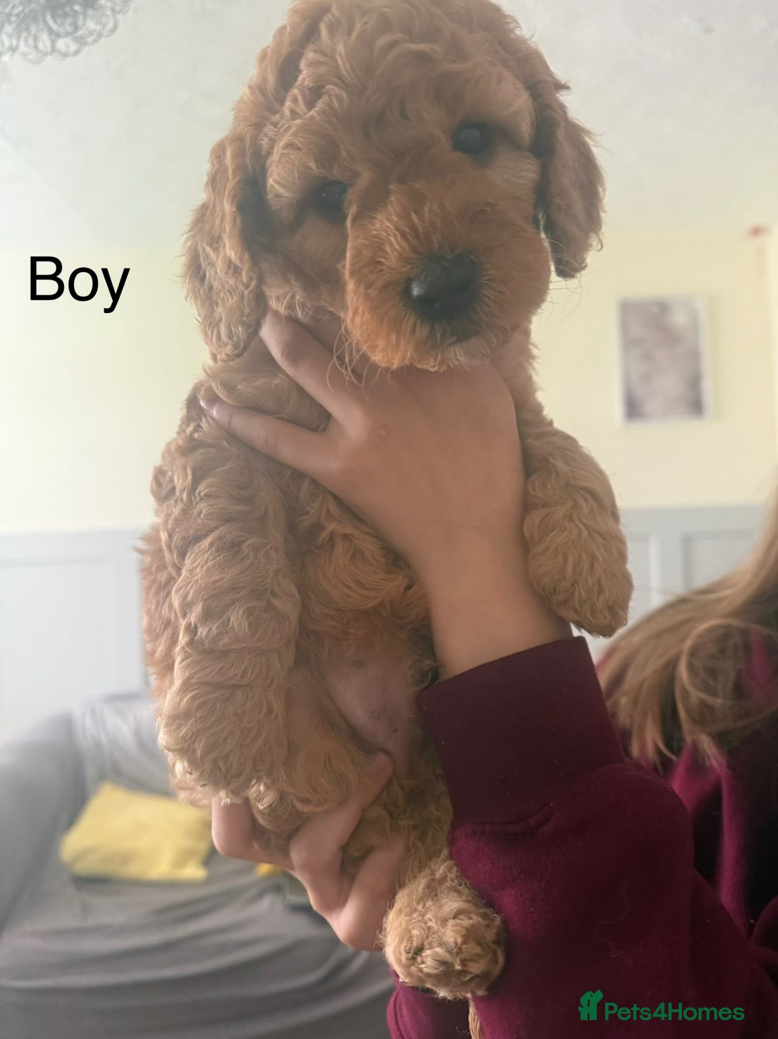 Cockapoo dogs F1B cockapoo ❤️💙💙 - Advert 12