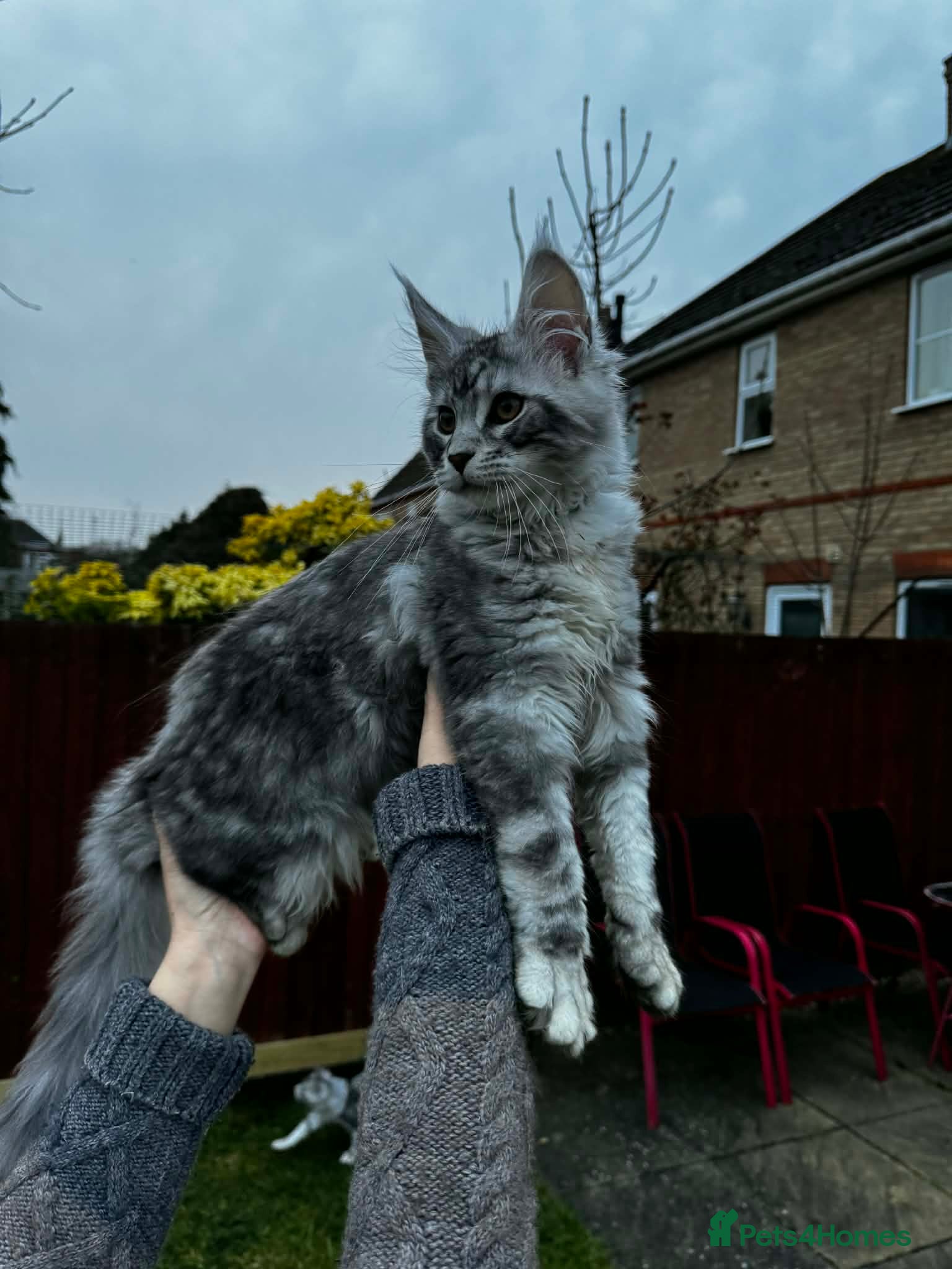 Maine Coon Kitten 2