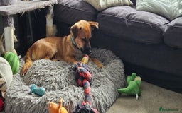 Mixed Breed dogs for adoption: Mischievous Mylough in Northampton - Image 9