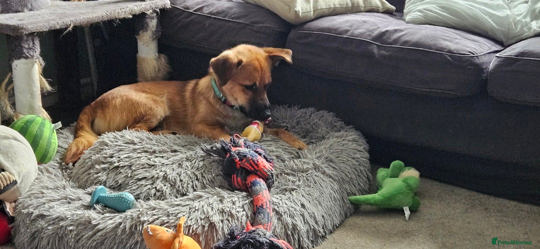 Mixed Breed dogs for adoption: Mischievous Mylough in Northampton - Image 9