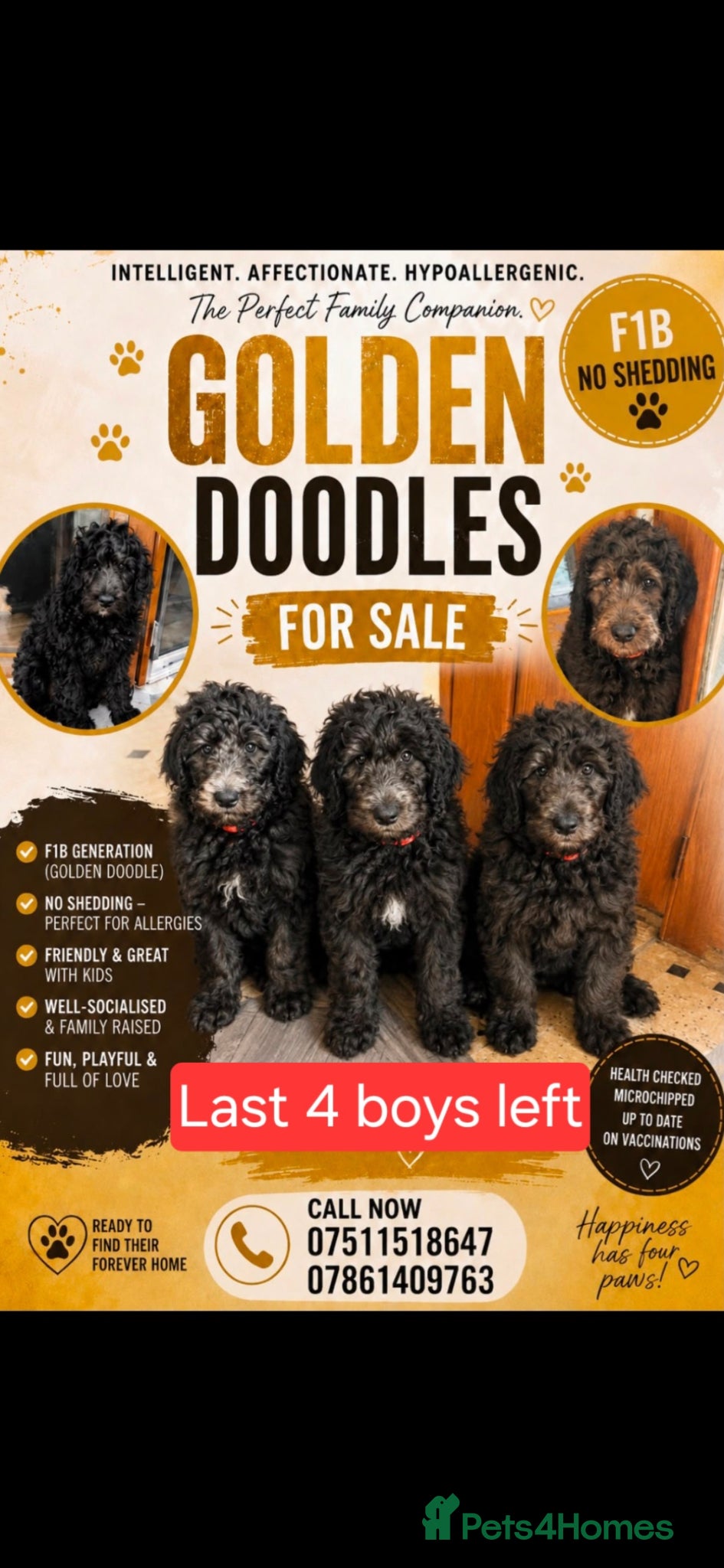 Goldendoodle dogs F1B Rare black standard Goldendoodle North Wales  - Advert 1