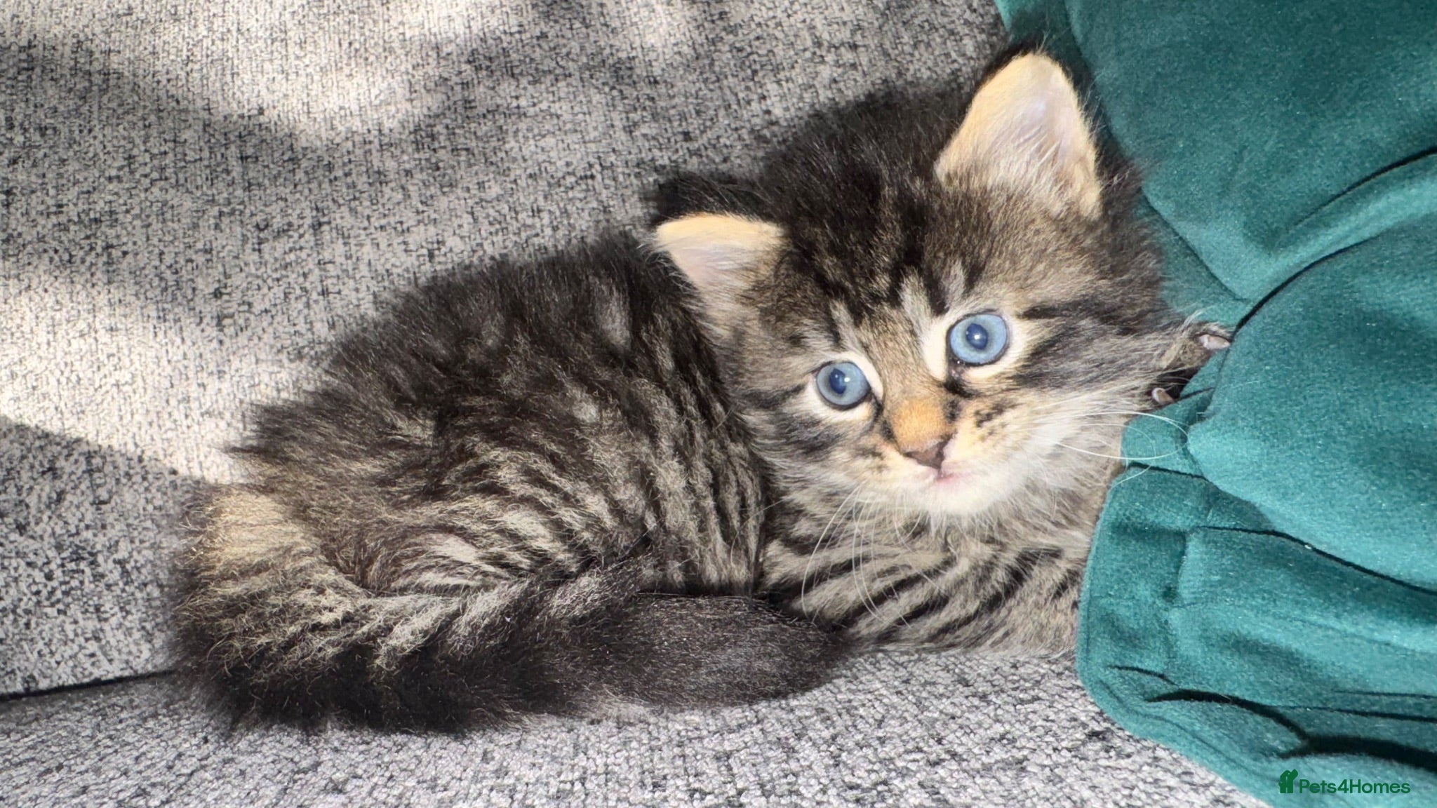 Mixed Breed cats Beautiful 🐈‍⬛ kittens x - Advert 2