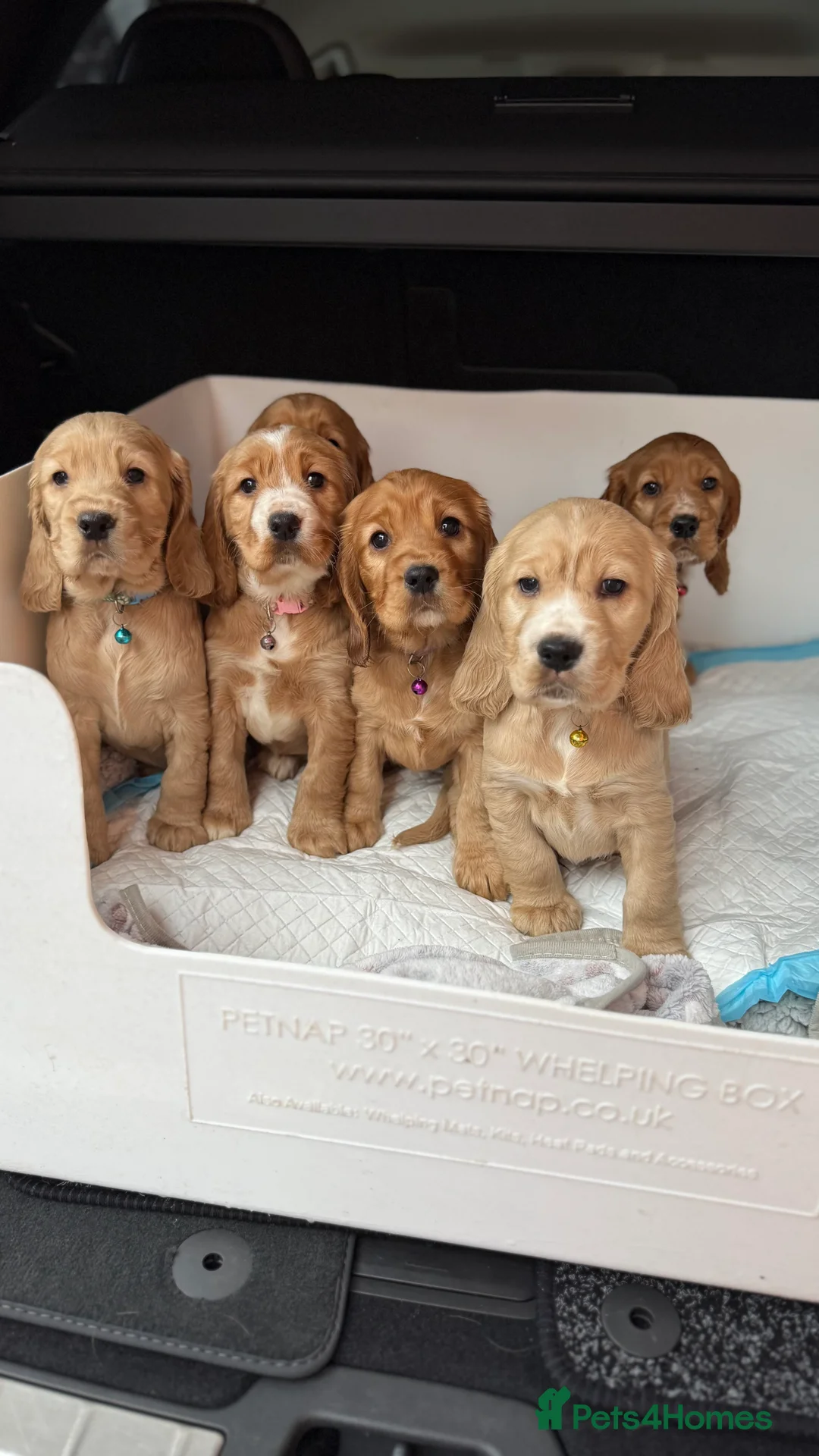 Cocker Spaniel dogs for stud: 🌟 🌟 🌟 English cocker spaniel for stud  in Hook - Advert 10