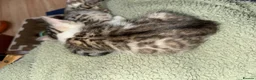 Bengal cats for sale: Cashmere bengals - Advert 11