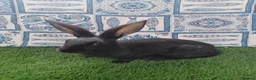 English rabbits for sale: Hand reared baby English rabbits - ready soon! - Advert 5