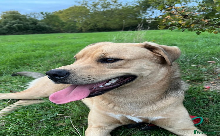 Mixed Breed dogs - Advert 1