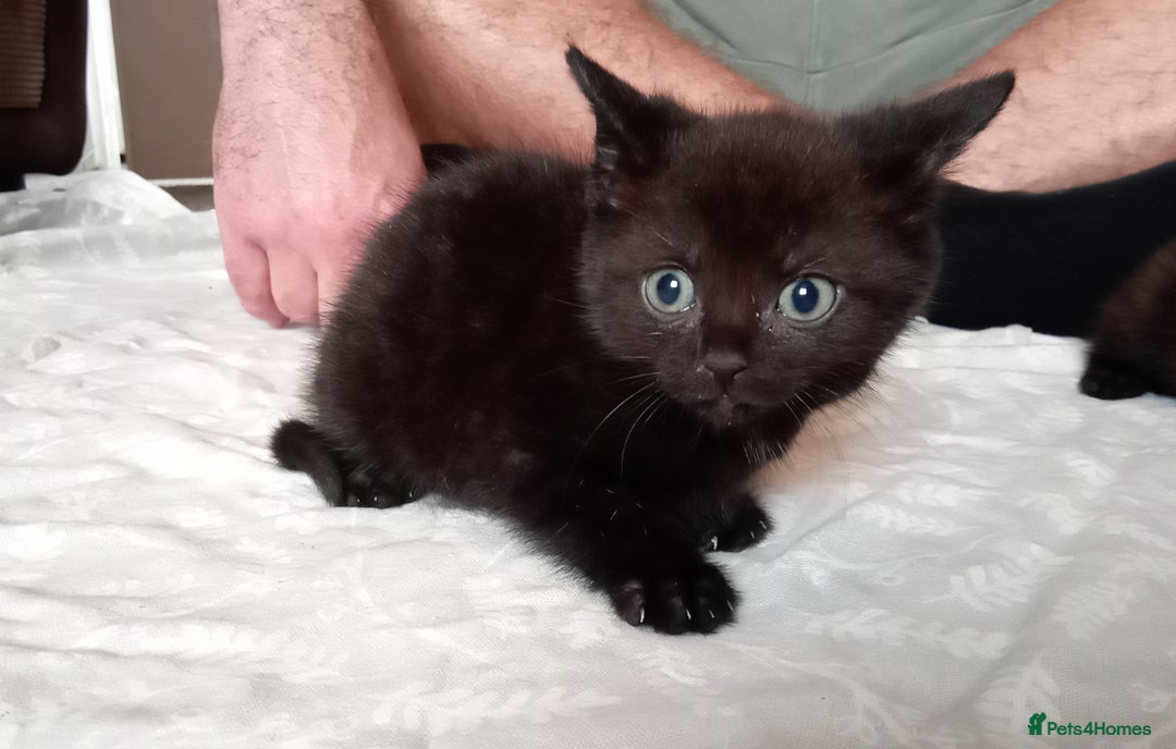 Mixed Breed cats for sale: 5 beautiful kittens  - Image 2