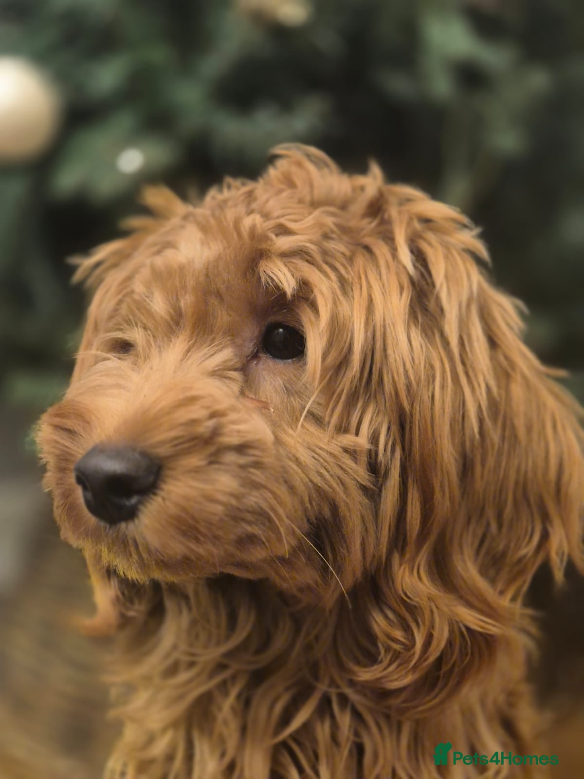 Cockapoo dogs Cockapoo - 9 Months - Advert 2