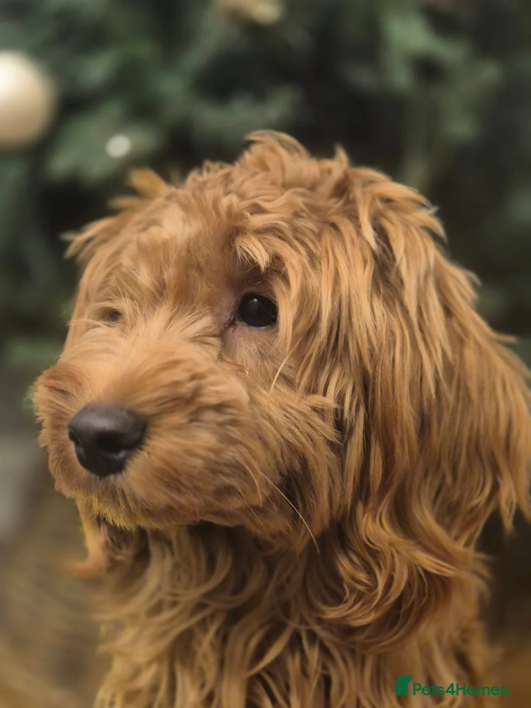 Cockapoo dogs for sale: Cockapoo - 9 Months - Advert 1