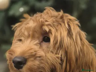 Cockapoo dogs Cockapoo - 9 Months - Advert 1