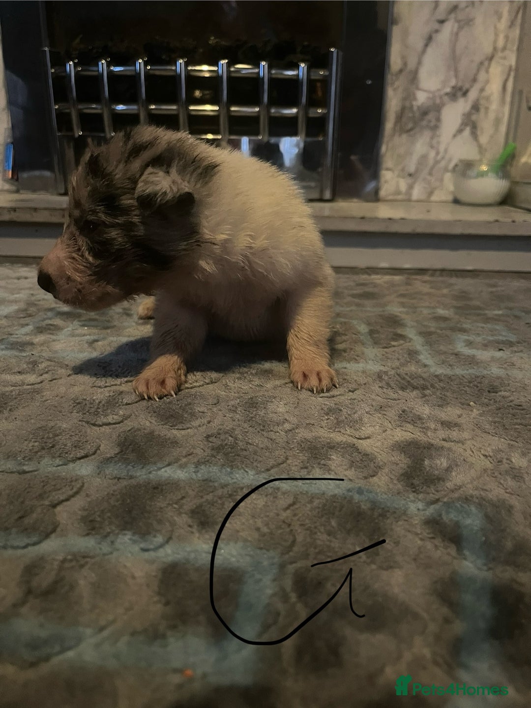 Border Collie dogs for sale: Border collie puppies - Image 25