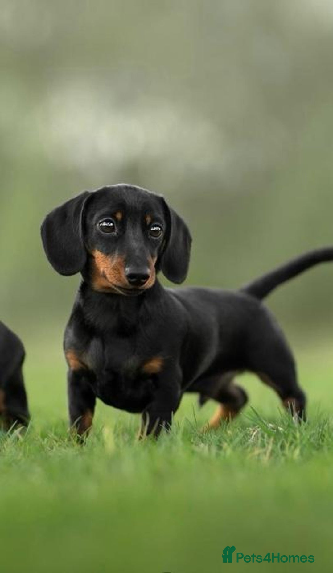 Dachshund dogs for sale: Miniature Smooth Haired Dachshund - Image 7