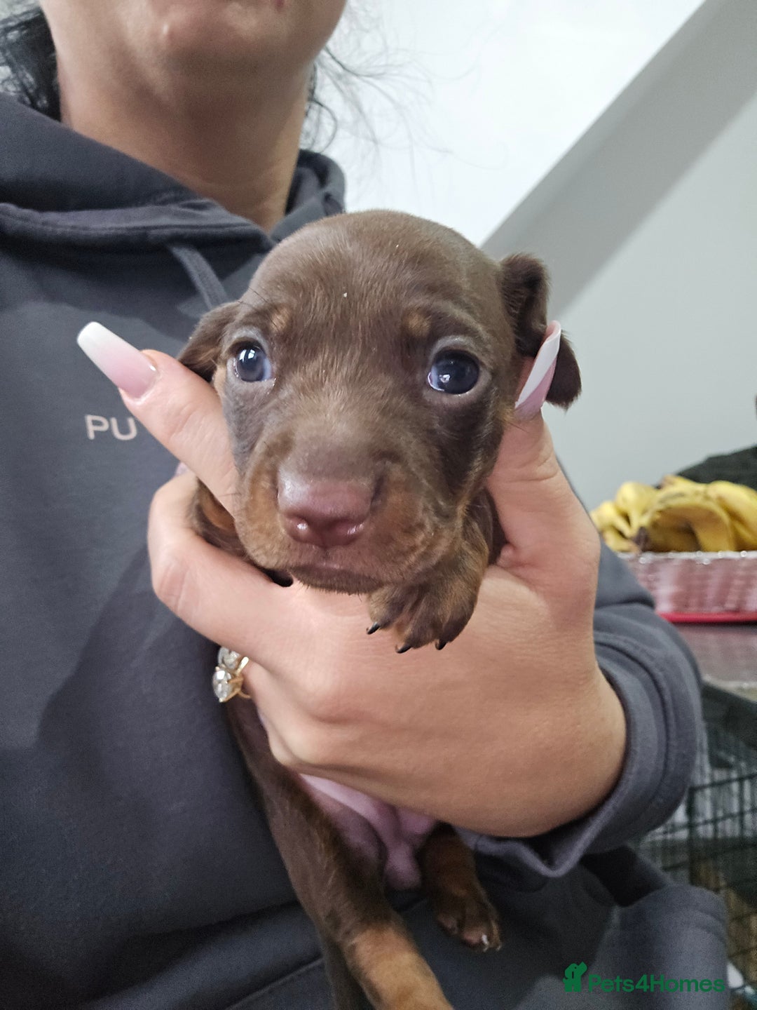 Dachshund dogs for sale: 6 mini daschunds looking for new home - Advert 11