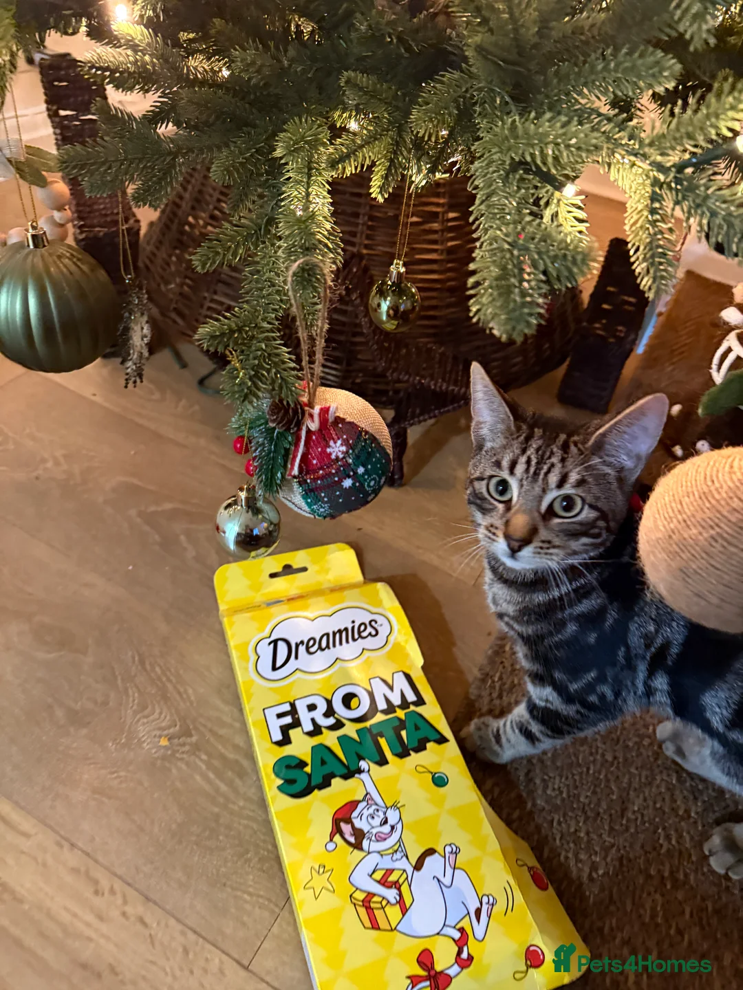 British Shorthair cats for sale: The most loving and affectionate baby  - Advert 2